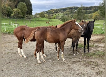 American Quarter Horse, Merrie, veulen (05/2023), Vos