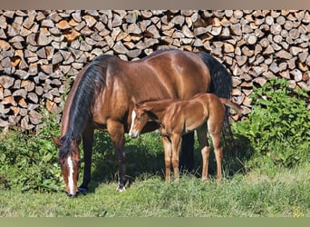 American Quarter Horse, Merrie, veulen (05/2024), Vos