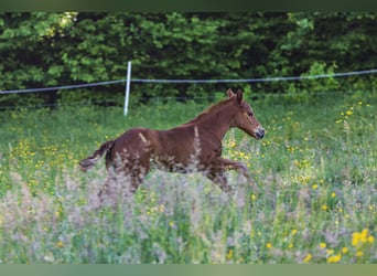 American Quarter Horse, Merrie, veulen (05/2024), Vos