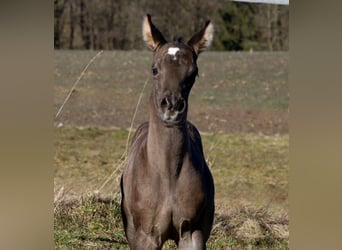 American Quarter Horse, Merrie, , Zwart