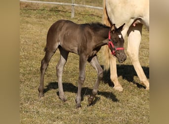 American Quarter Horse, Merrie, , Zwart