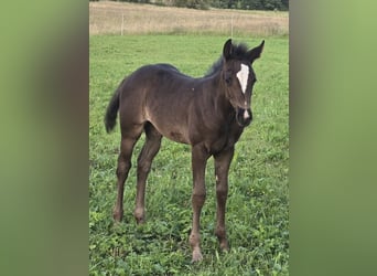 American Quarter Horse, Merrie, Veulen (06/2025), Zwart