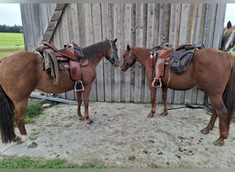 American Quarter Horse, Ogier, 10 lat, 150 cm, Kasztanowata