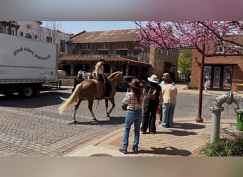 American Quarter Horse, Ogier, 11 lat, 152 cm