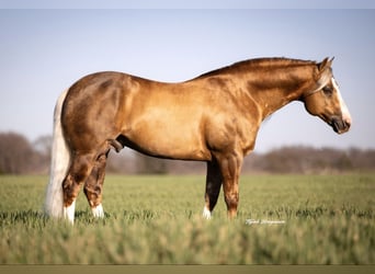 American Quarter Horse, Ogier, 11 lat, 152 cm