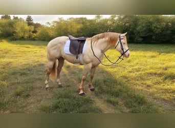 American Quarter Horse, Ogier, 11 lat, 155 cm, Perlino