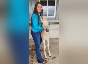 American Quarter Horse, Ogier, 11 lat, 155 cm, Perlino