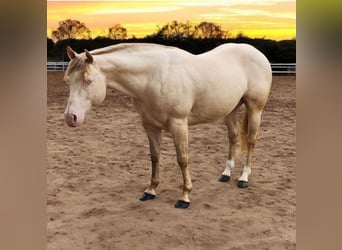 American Quarter Horse, Ogier, 11 lat, 155 cm, Perlino