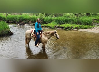 American Quarter Horse, Ogier, 11 lat, 155 cm, Perlino