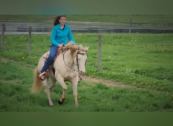 American Quarter Horse, Ogier, 11 lat, 155 cm, Perlino