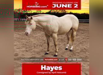 American Quarter Horse, Ogier, 11 lat, 155 cm, Perlino