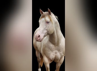 American Quarter Horse, Ogier, 11 lat, 155 cm, Perlino