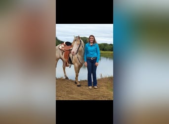 American Quarter Horse, Ogier, 11 lat, 155 cm, Perlino