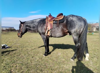 American Quarter Horse, Ogier, 11 lat, 158 cm, Gniadodereszowata