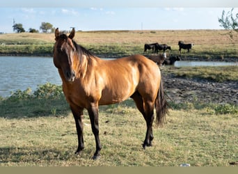 American Quarter Horse, Ogier, 11 lat, Bułana