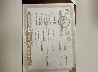 American Quarter Horse, Ogier, 17 lat, 152 cm, Ciemnokasztanowata