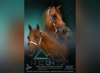 American Quarter Horse, Ogier, 17 lat, Ciemnokasztanowata