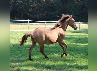 American Quarter Horse, Ogier, 1 Rok, 143 cm, Szampańska