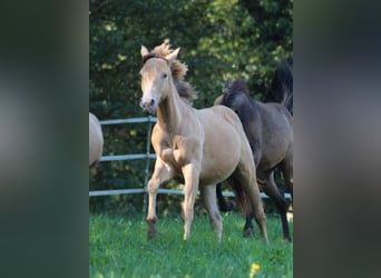American Quarter Horse, Ogier, 1 Rok, 143 cm, Szampańska
