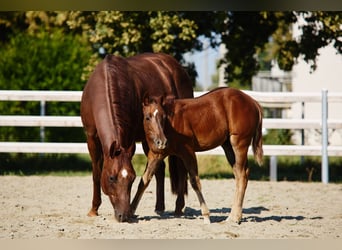 American Quarter Horse, Ogier, 1 Rok, 145 cm, Gniada