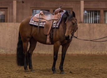 American Quarter Horse, Ogier, 1 Rok, 147 cm, Gniada