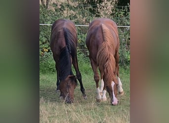 American Quarter Horse, Ogier, 1 Rok, 147 cm, Gniada