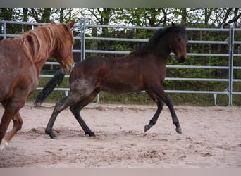 American Quarter Horse, Ogier, 1 Rok, 147 cm, Gniada