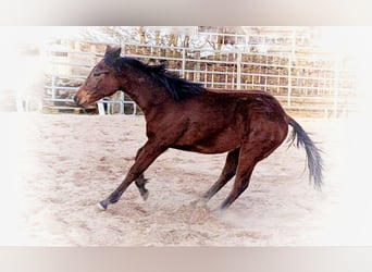 American Quarter Horse, Ogier, 1 Rok, 147 cm, Gniada