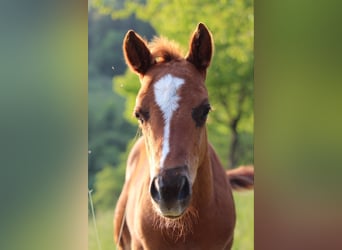 American Quarter Horse, Ogier, 1 Rok, 148 cm, Ciemnokasztanowata