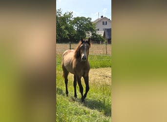 American Quarter Horse, Ogier, 1 Rok, 148 cm, Formy Brown Falb