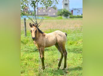 American Quarter Horse, Ogier, 1 Rok, 148 cm, Formy Brown Falb