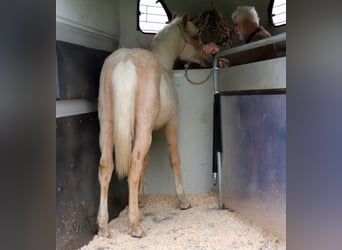 American Quarter Horse, Ogier, 1 Rok, 148 cm, Izabelowata