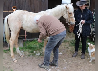 American Quarter Horse, Ogier, 1 Rok, 148 cm, Izabelowata