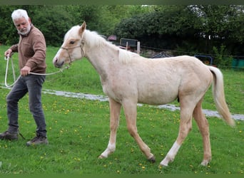 American Quarter Horse, Ogier, 1 Rok, 148 cm, Izabelowata