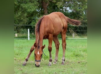 American Quarter Horse, Ogier, 1 Rok, 149 cm, Gniada