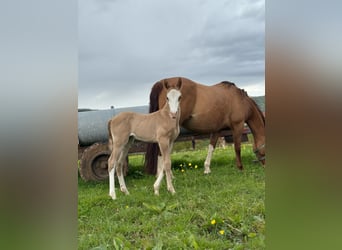 American Quarter Horse, Ogier, 1 Rok, 150 cm, Bułana