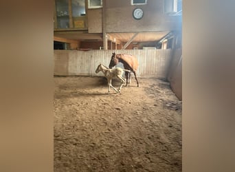 American Quarter Horse, Ogier, 1 Rok, 150 cm, Bułana