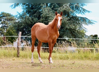 American Quarter Horse, Ogier, 1 Rok, 150 cm