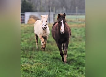 American Quarter Horse, Ogier, 1 Rok, 150 cm, Gniada