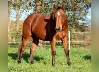 American Quarter Horse, Ogier, 1 Rok, 150 cm, Gniada
