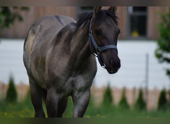 American Quarter Horse, Ogier, 1 Rok, 150 cm, Grullo
