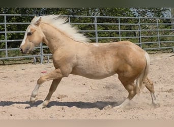 American Quarter Horse, Ogier, 1 Rok, 150 cm, Izabelowata
