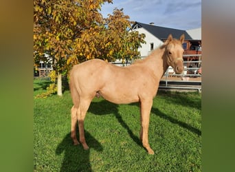 American Quarter Horse, Ogier, 1 Rok, 150 cm, Izabelowata