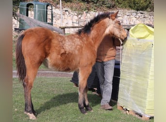 American Quarter Horse, Ogier, 1 Rok, 150 cm, Jelenia