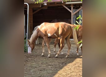 American Quarter Horse, Ogier, 1 Rok, 150 cm, Kasztanowata