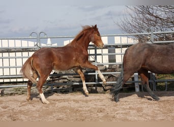 American Quarter Horse, Ogier, 1 Rok, 150 cm, Kasztanowata