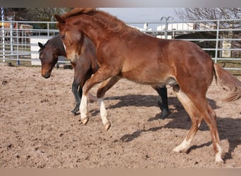 American Quarter Horse, Ogier, 1 Rok, 150 cm, Kasztanowata