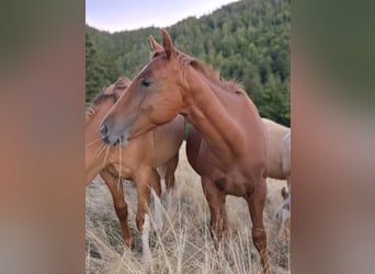 American Quarter Horse, Ogier, 1 Rok, 150 cm, Kasztanowata