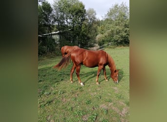 American Quarter Horse, Ogier, 1 Rok, 150 cm, Kasztanowata