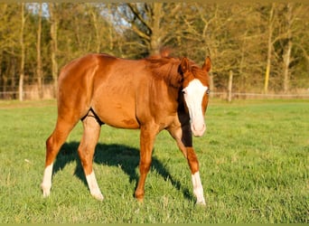 American Quarter Horse, Ogier, 1 Rok, 150 cm, Kasztanowata